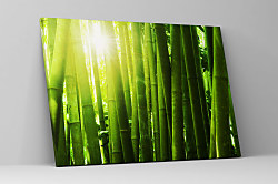 Obraz Bambusarium 1455